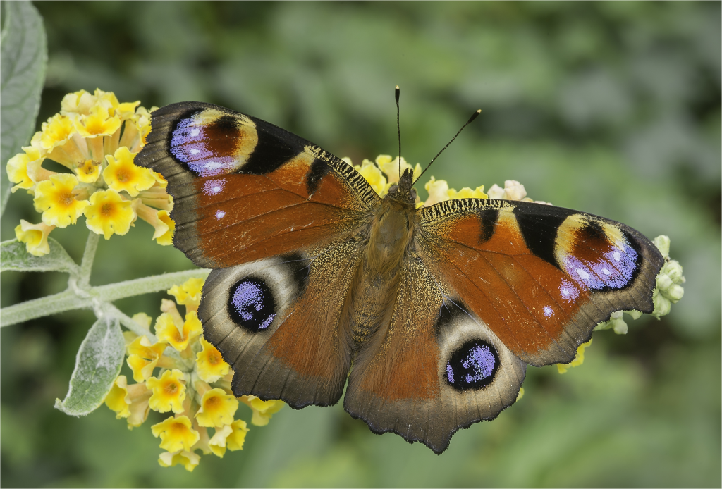 Peacock 3 on Buddleia